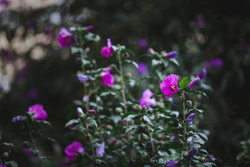 Green plant  with pink blossom in the garden