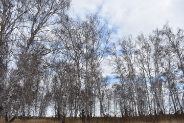 Autumn. Birch trees against the sky