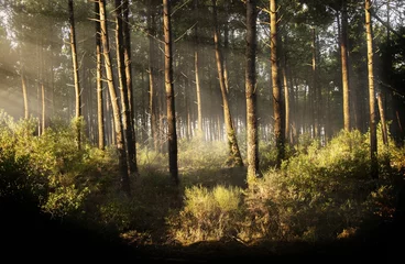 Rolgordijnen Tree forest with the rays of the sun © Sebastiaan/Wirestock