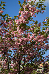 Beautiful closeup of pink cherry blossom. Nature decorative background. Bright spring day. Blooming cherry bush.