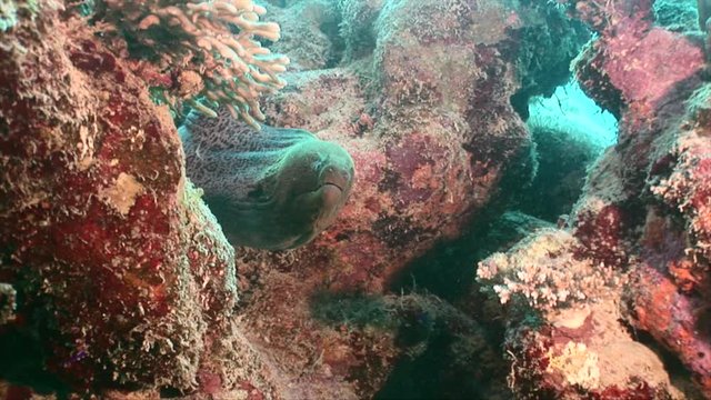 Moray Eel in coral reef of Red Sea with coral and sponge