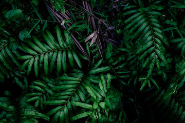 Green leave background