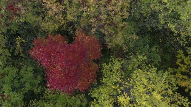 Single red tree in fall filmed by drone lowering altitude right above it