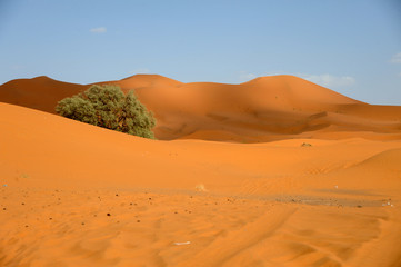 Obraz na płótnie Canvas The seas of dunes of Erg Chebbi near Merzouga in southeastern Morocco.