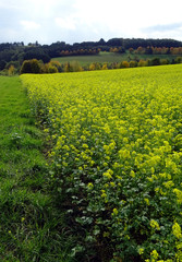 A Pretty Mustard Field at low mountain range, Germany