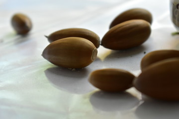 Fototapeta na wymiar Several acorn nuts close up on a white background.
