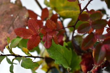 Autumn bouquet of yellow-red leaves of trees and plants.