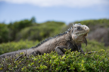 Close-up of the Iguana of the West Indies 2