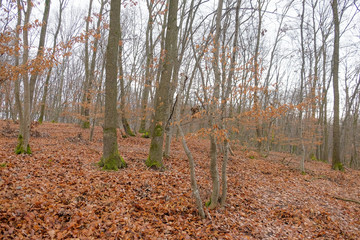 Fototapeta premium Hoia Baciu Forest. The World Most Haunted Forest with a reputation for many intense paranormal activity.