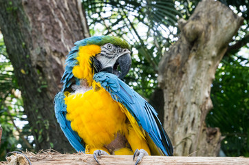 blue and yellow parrot from the West Indies