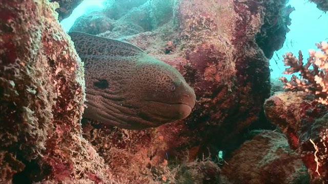 Moray Eel in coral reef of Red Sea with coral and sponge