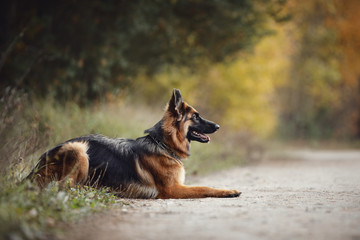 portrait of beautiful young long haired female german shepherd dog lies on the road in daytime in autumn