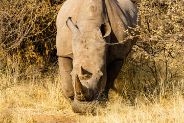 rhino feeding on some fresh gras on an animal farm in Namibia, Africa