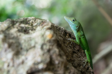 Caribbean green lizard stone guadeloupe