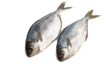 butterfish isolated