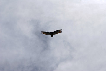 eagle soaring against the blue sky