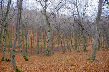 Hoia Baciu Forest. The World Most Haunted Forest with a reputation for many intense paranormal...