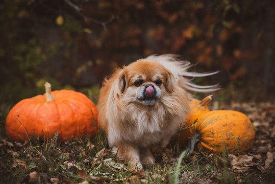 Little golden dog with a pumpkin, pets concept