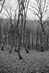 Hoia Baciu Forest. The World Most Haunted Forest with a reputation for many intense paranormal...