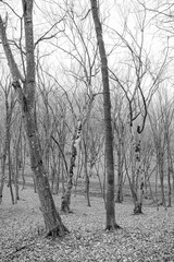Hoia Baciu Forest. The World Most Haunted Forest with a reputation for many intense paranormal activity.