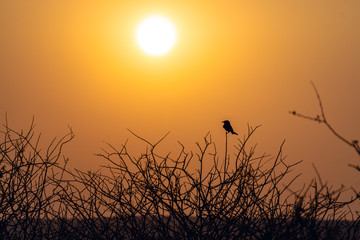 Fototapeta premium Sunset Through Trees Silhouettes at namibia africa