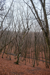 Hoia Baciu Forest. The World Most Haunted Forest with a reputation for many intense paranormal activity.