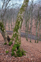 Hoia Baciu Forest. The World Most Haunted Forest with a reputation for many intense paranormal activity.
