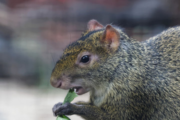 Agoutis en gros plan