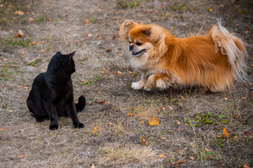 Naklejka na ściany i meble Golden pekingese dog playing with Black cat at the yard , pets concept 