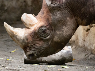ヒガシクロサイの横顔　アップ