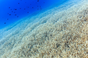 Chichijima Diving - Branch Coral Hill