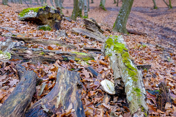 Hoia Baciu Forest. The World Most Haunted Forest with a reputation for many intense paranormal...