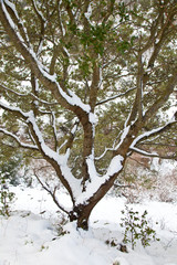 Encinar en invierno,Valle del Asón, Cantabria