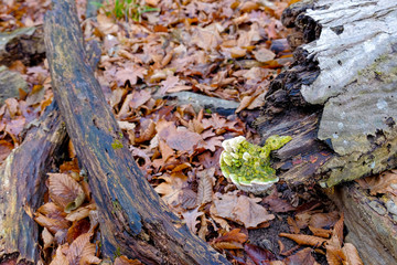 Hoia Baciu Forest. The World Most Haunted Forest with a reputation for many intense paranormal activity.