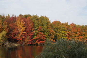 Fototapeta premium Autumn is the season where we combine the most colors