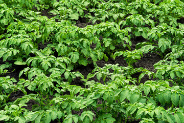 Green potato leaves grow on farm in garden