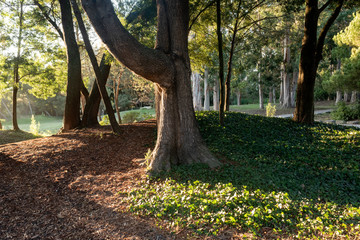 Late afternoon at City park