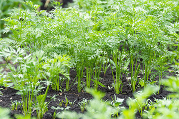 Green carrot leaves grow in a garden bed