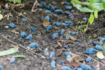Purple honeysuckle berries on ground. Loss of crops, bad gardening.