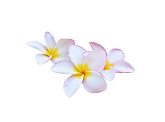 Plumeria flowers isolated on a white background.