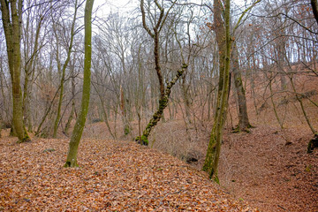 Hoia Baciu Forest. The World Most Haunted Forest with a reputation for many intense paranormal...