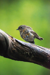 Young robin redbreast perched on branch.