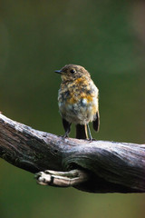 Young robin redbreast perched on branch.
