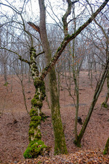 Hoia Baciu Forest. The World Most Haunted Forest with a reputation for many intense paranormal...