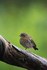 Young robin redbreast perched on branch.
