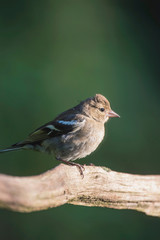 Common chaffinch perched on branch.