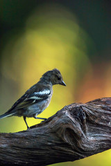 Young chaffinch bird on branch in woods.