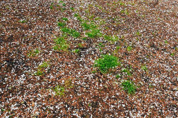 Hail has passed in forest. White hailstones fall on needles
