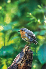 Young robin bird on tree stump in forest.