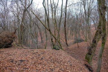 Hoia Baciu Forest. The World Most Haunted Forest with a reputation for many intense paranormal activity.